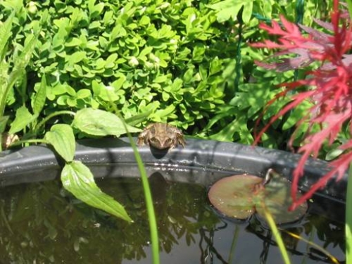 Frosch am Teich – Foto: Gräve